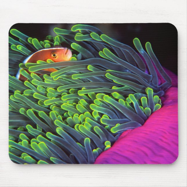 Anemone Fish Hiding In Anemone, Mozambique 2 Mouse Pad (Front)