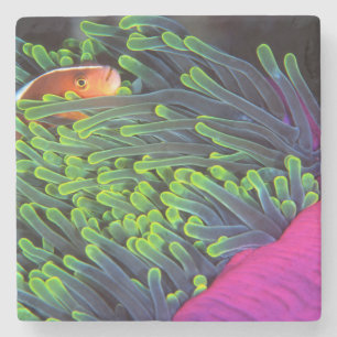 Anemone Fish Hiding In Anemone, Mozambique 2 Stone Coaster