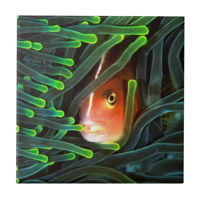 Anemone Fish Hiding In Anemone, Mozambique Tile (Front)