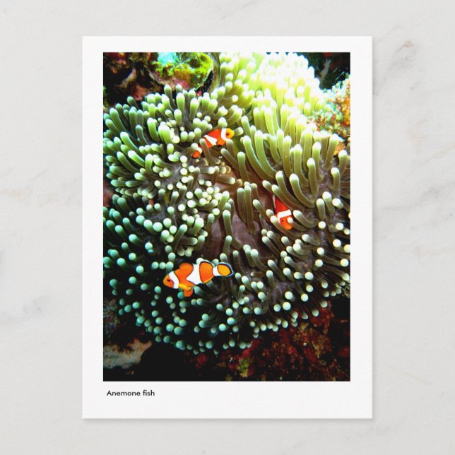 Anemone fish postcard (Front)