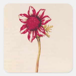 Anemone, from 'La Guirlande de Julie', c.1642 Square Sticker