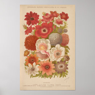 Anemone George Nicholson Poster