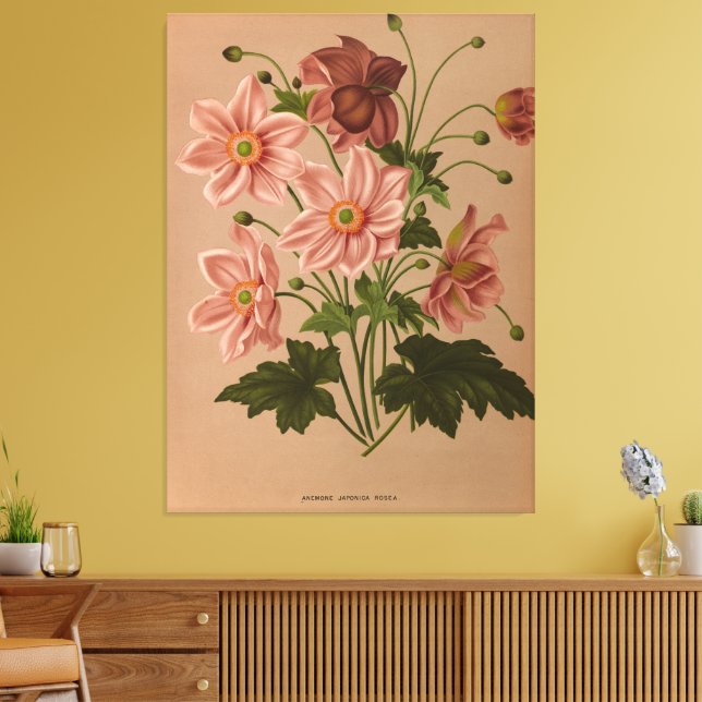 Anemone Japonica Rosea Exquisite Vintage Botanical Canvas Print (Insitu(LivingRoom))