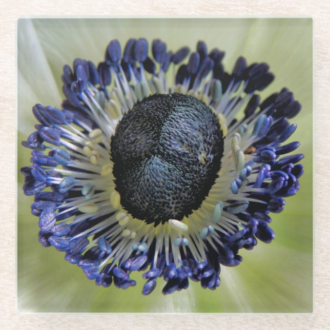 Anemone Mistral Panda Glass Coaster (Front)