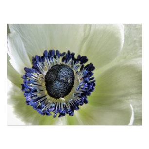 Anemone Mistral Panda Photo Print