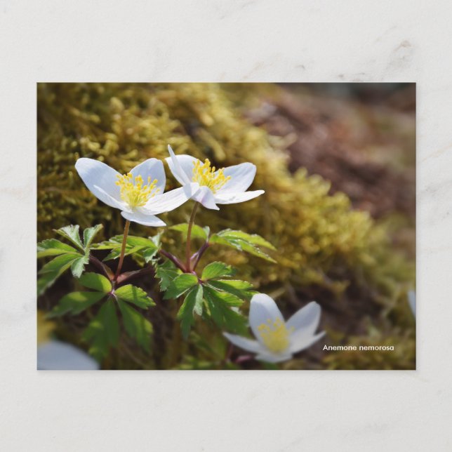 Anemone nemorosa windflower postcard (Front)