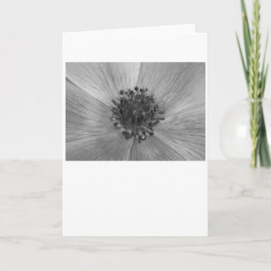 Anemone / Noir, card