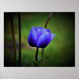 Anemone, Poster