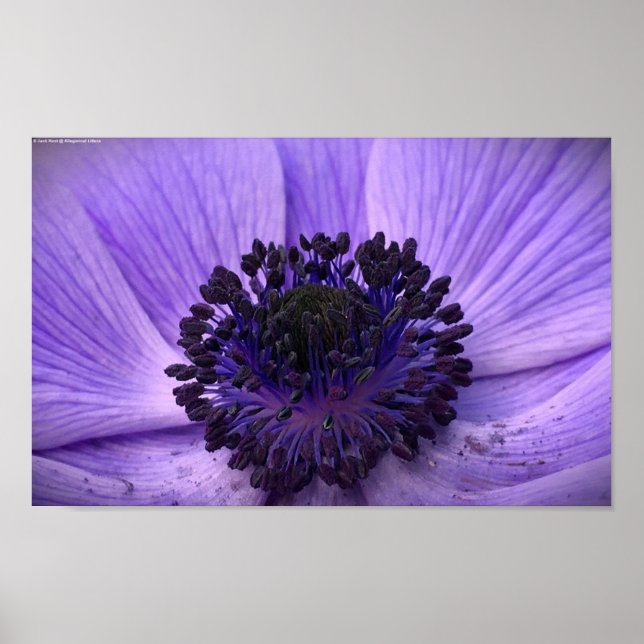 Anemone, Poster (Front)
