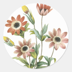 Anemone Stellata Classic Round Sticker