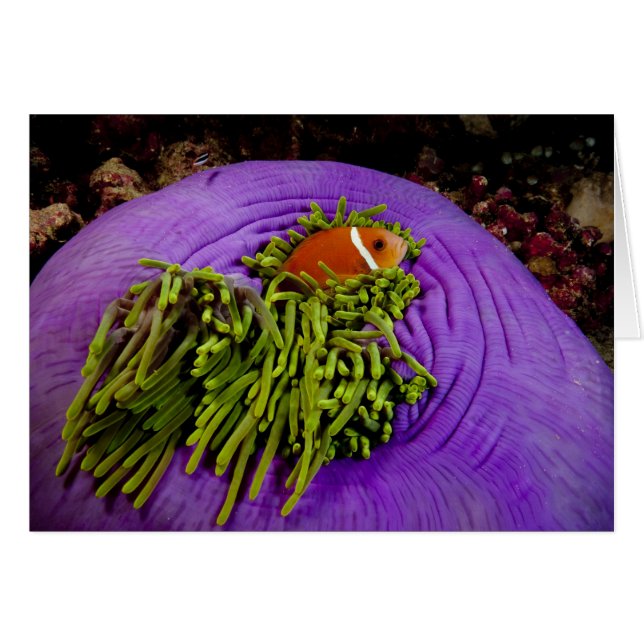 Anemonefish and large anemone (Front Horizontal)