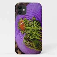 Anemonefish and large anemone