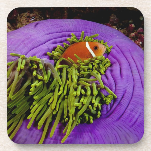 Anemonefish and large anemone coaster (Front)