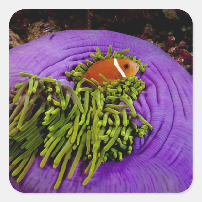 Anemonefish and large anemone square sticker (Front)