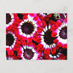 Anemones Postcard
