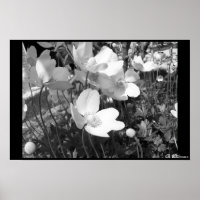 Anemones