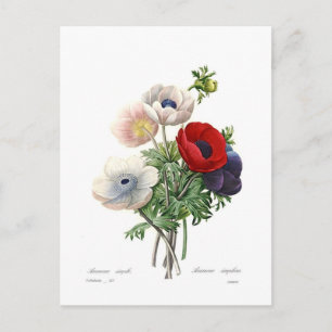Anemonies Postcard