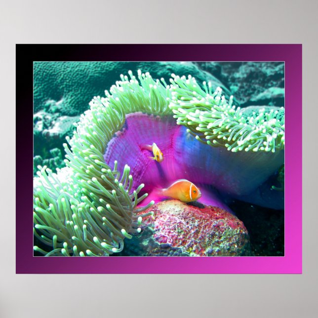Anenome with its protectors - Palau Poster (Front)