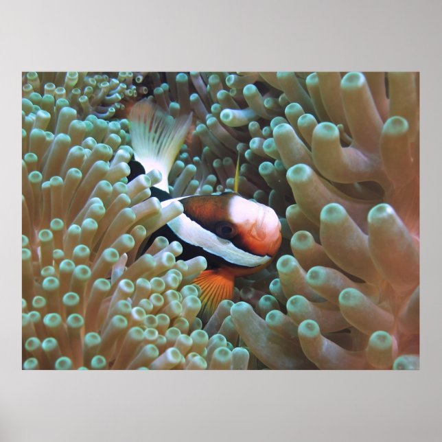 Anenomefish at Home Poster (Front)