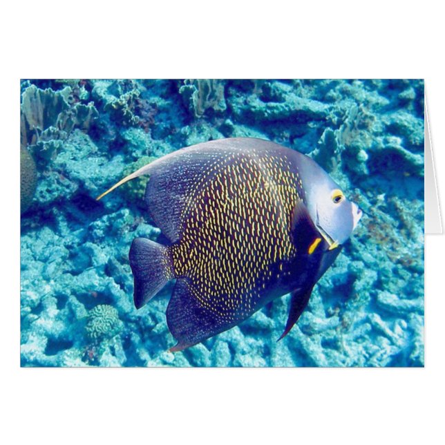 Angel (Front Horizontal)