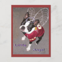 Angel Boston Terrior