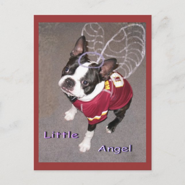 Angel Boston Terrior Postcard (Front)