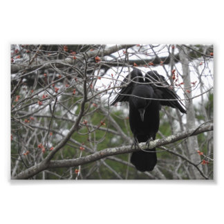 Angel Crow Photograph