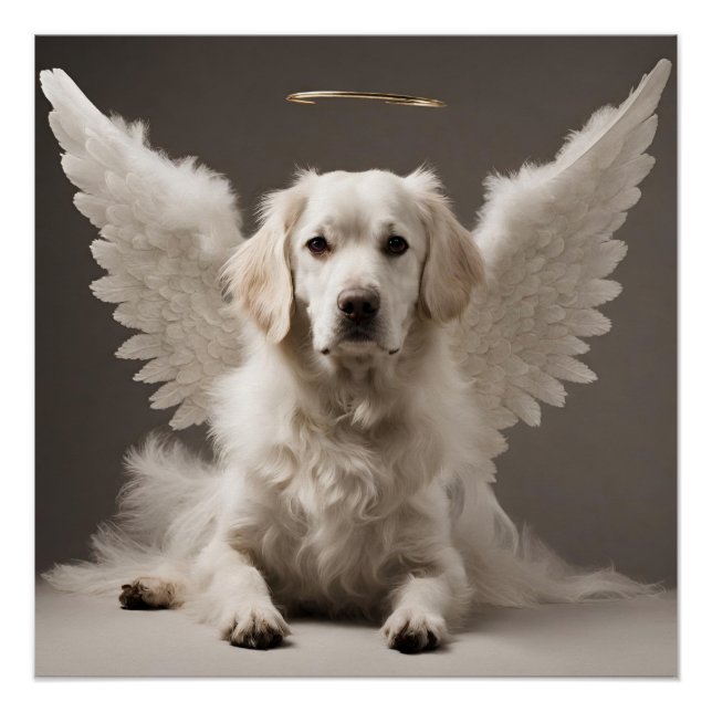 Angel Dog  Poster (Front)
