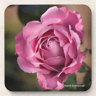 Angel Face Rose Coaster