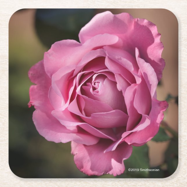 Angel Face Rose Square Paper Coaster (Front)