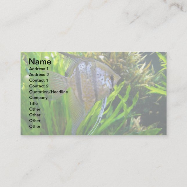 Angel Fish Business Card (Front)