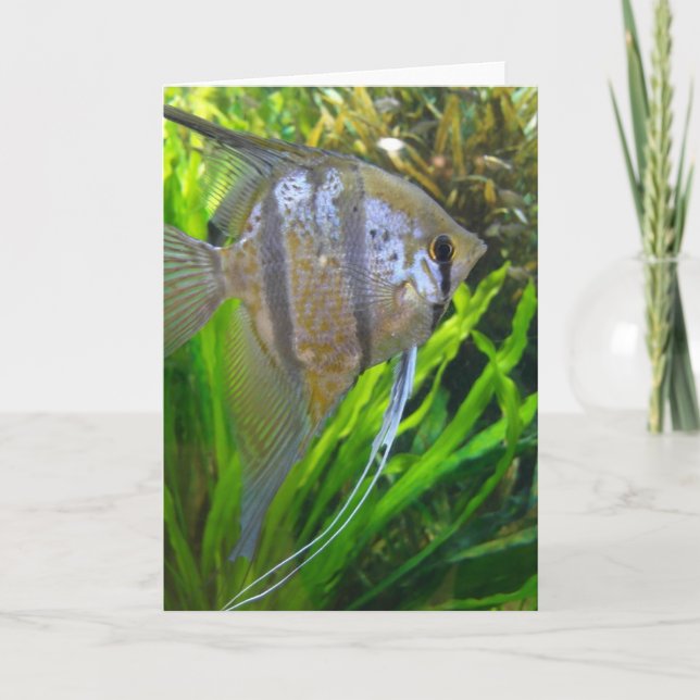 Angel Fish Card (Front)