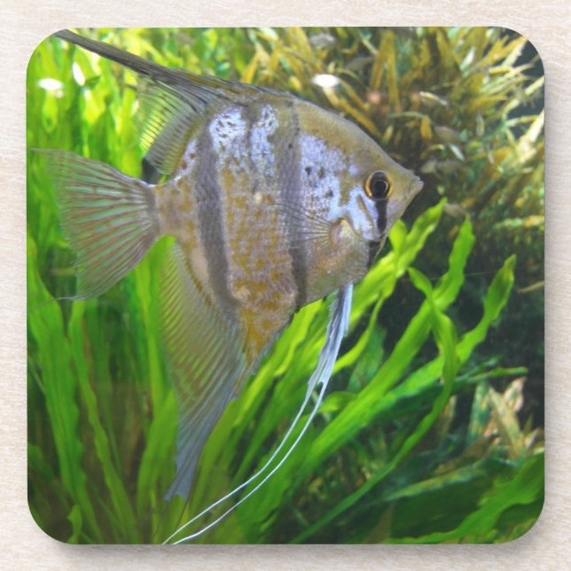 Angel Fish Coaster (Front)