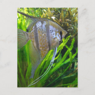 Angel Fish Postcard