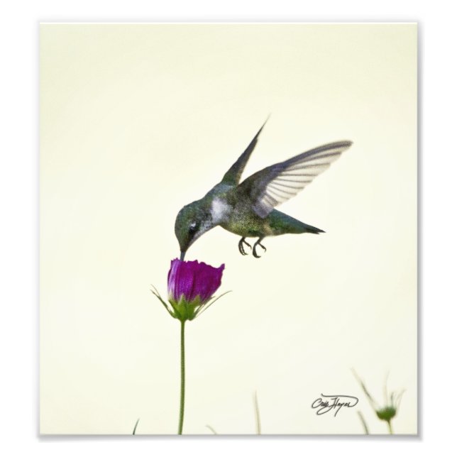 Angel in flight Photographic Art Photo Print (Front)