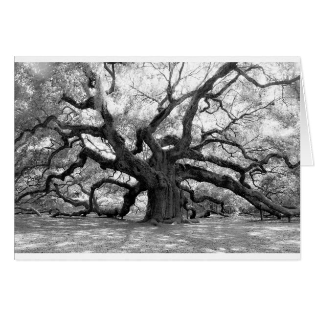 Angel Oak (Front Horizontal)