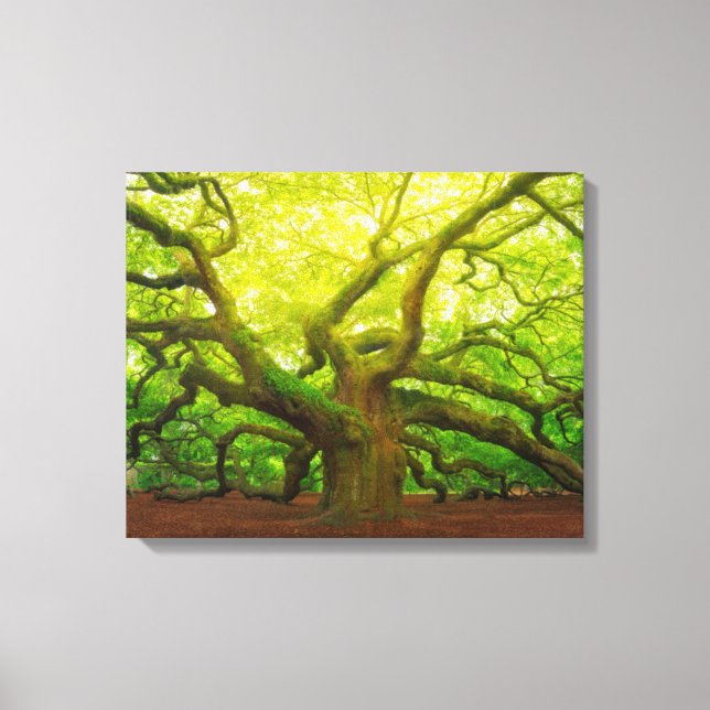 Angel Oak Canvas Print (Front)