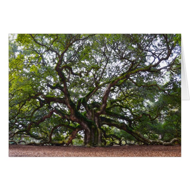 Angel Oak, Johns Island, South Carolina (Front Horizontal)