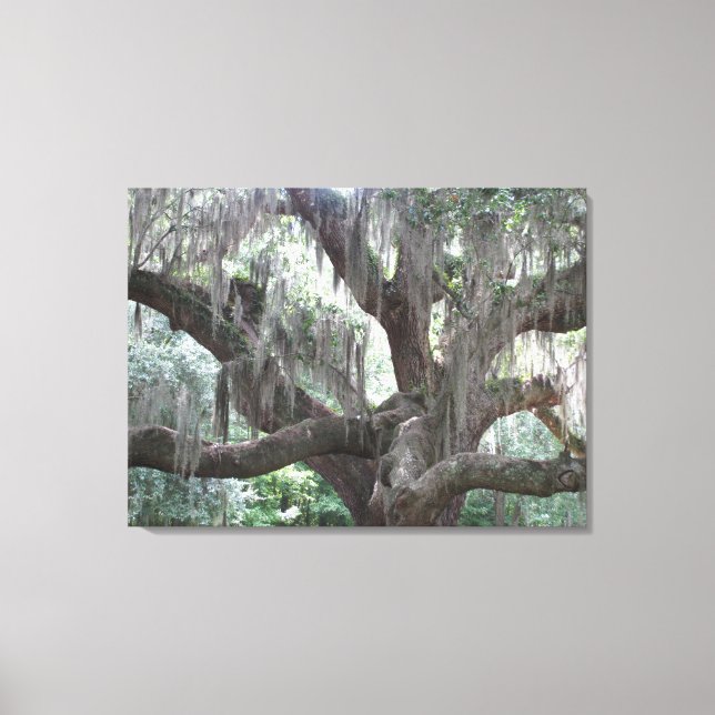 Angel Oak of Johns Island Canvas Print (Front)