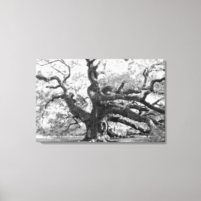 Angel Oak on canvas (Front)