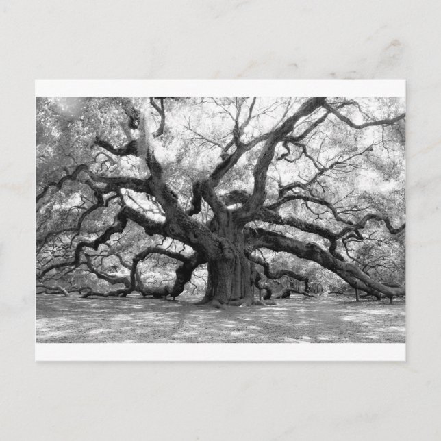 Angel Oak Postcard (Front)