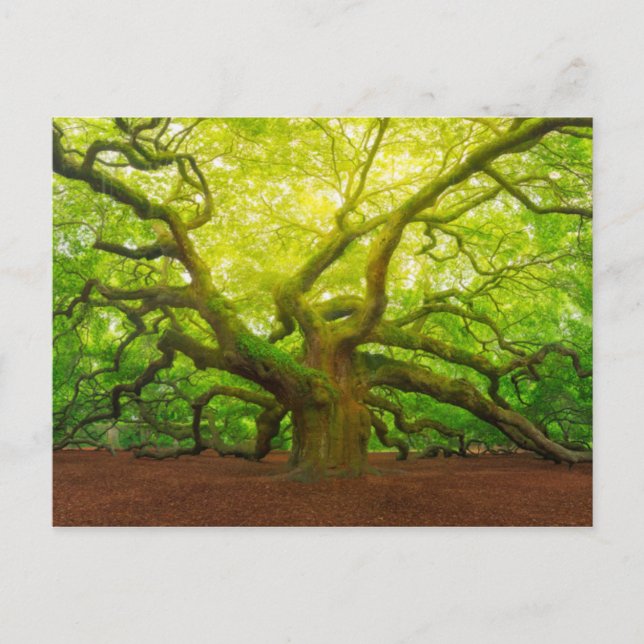 Angel Oak Postcard (Front)