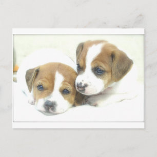 Angel Puppies Postcard
