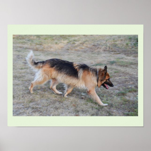 Angel the Alsatian dog Poster (Front)