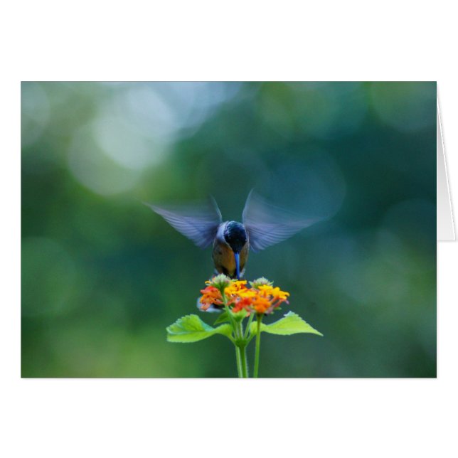 Angel Wings (Front Horizontal)