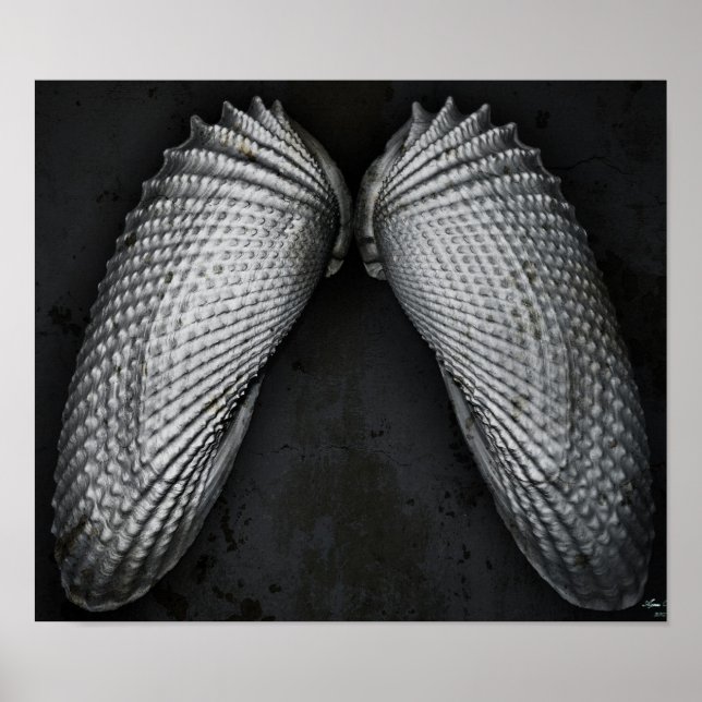 Angel Wings BW Poster (Front)