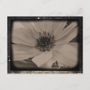 Angeled Sunflower Vintage Look Postcard
