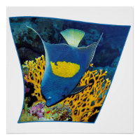 Angelfish at coral reef - Photographic design |