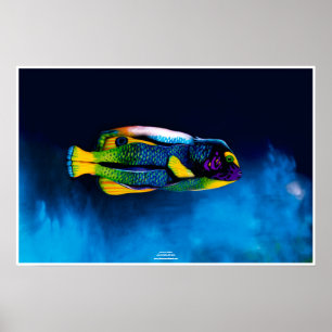 Angelfish by Johannes Stötter Poster