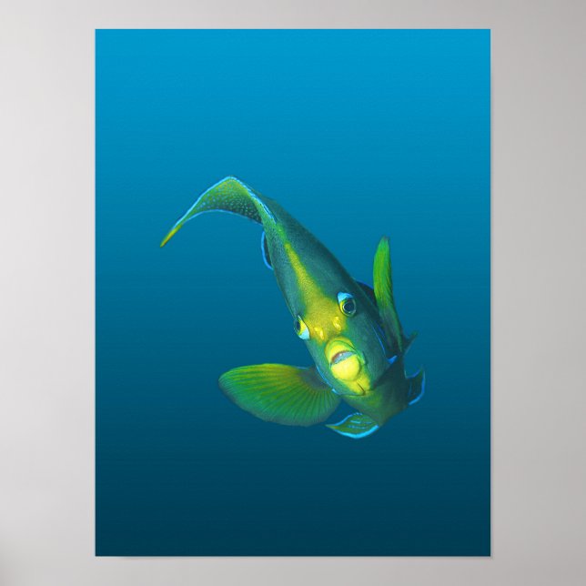 Angelfish - Elegance on gradient blue background | Poster (Front)